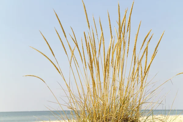 Пейзаж с кустом спелых колосьев травы — стоковое фото