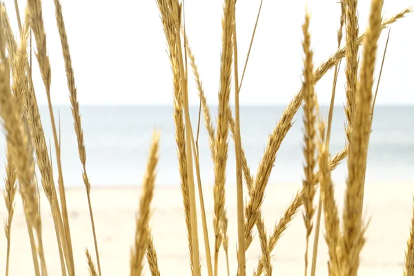 Dry grass spikes on the background of sea and sand — Stock Photo, Image