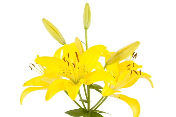 Beautiful yellow lilies — Stock Photo, Image