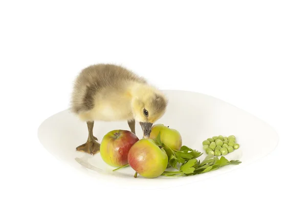 The live small goose on a plate with apples — Stock Photo, Image