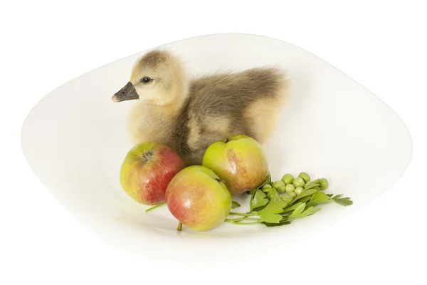 Gosling living on a plate with apples — Stock Photo, Image