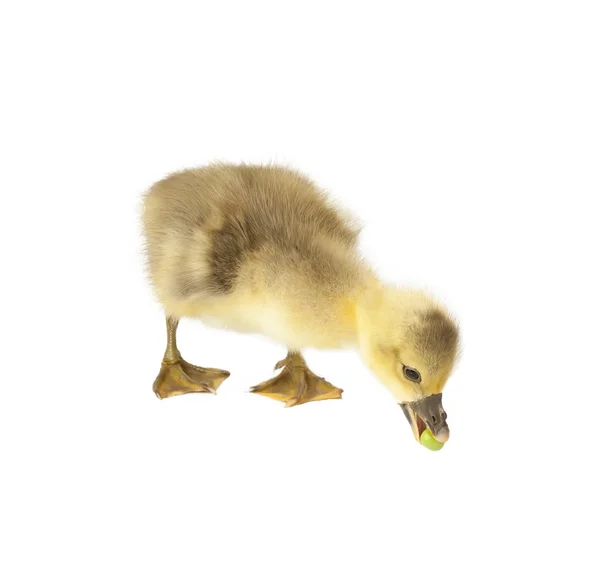 The small goose takes a beak green peas — Stock Photo, Image
