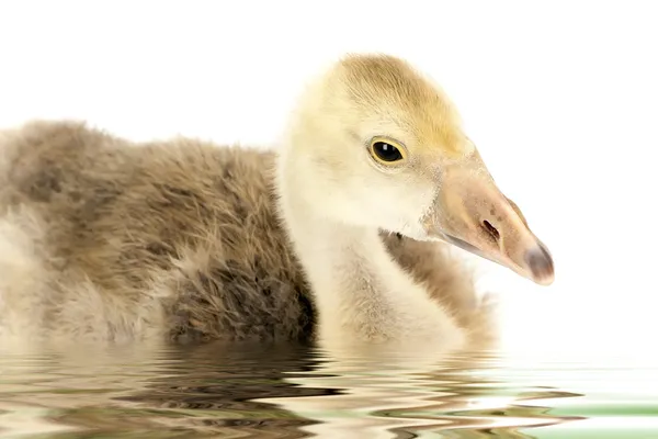 Floating "ugly duckling" gosling teen — Stock Photo, Image