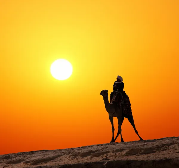 Beduíno na silhueta de camelo contra o nascer do sol — Fotografia de Stock