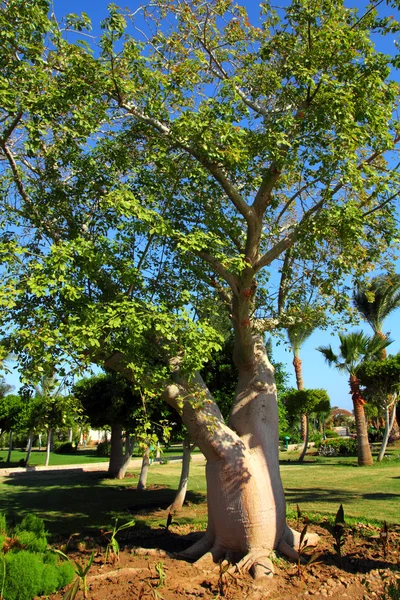 Bottle trees adenium obesum socotra — Stock Photo, Image