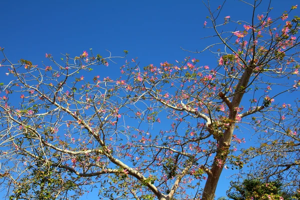 Ramos de flor de árvore de garrafa — Fotografia de Stock