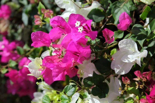 Рожеві та білі квіти — стокове фото