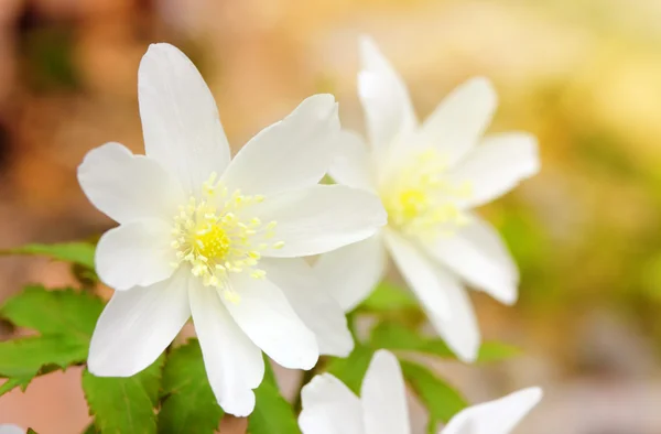 Květy sněženek v sunligh — Stock fotografie