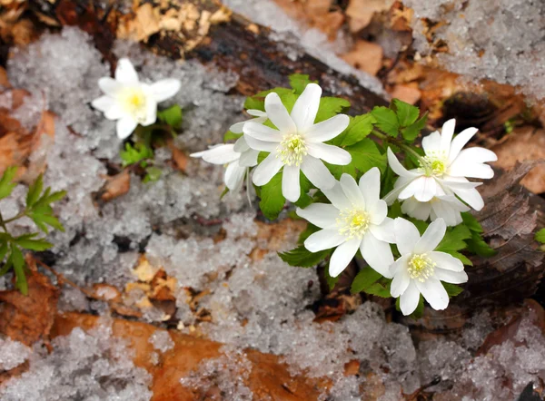 Snowdrop flowers and melting snow — Stock Photo, Image