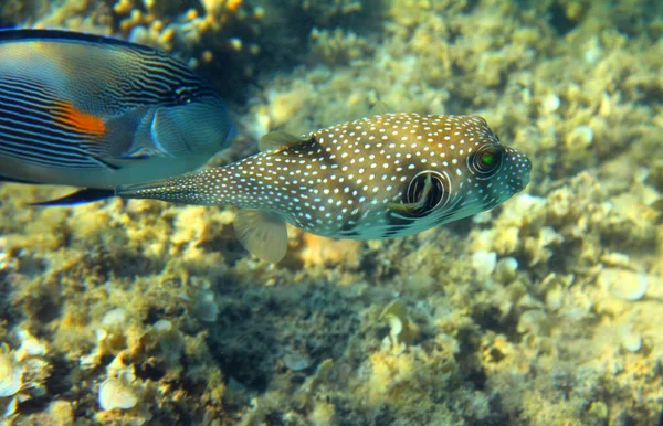 Whitespotted puffer fish — Stock Photo, Image