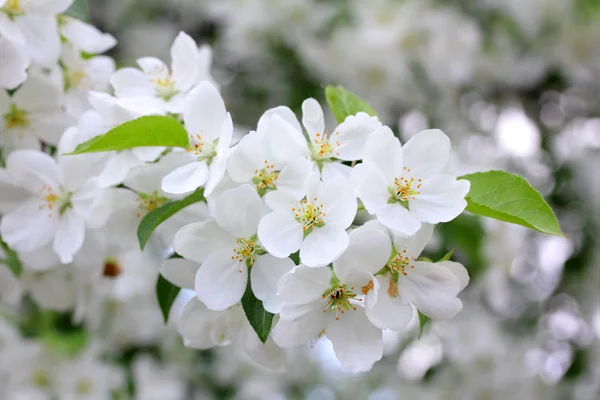 Virág almafa ága — Stock Fotó