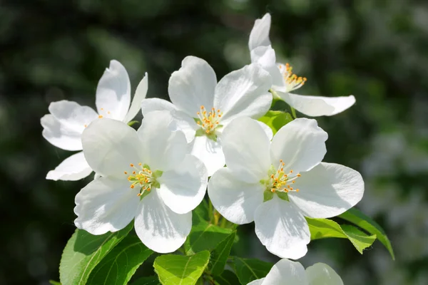 Blossom apple tree macro — Stock Photo, Image