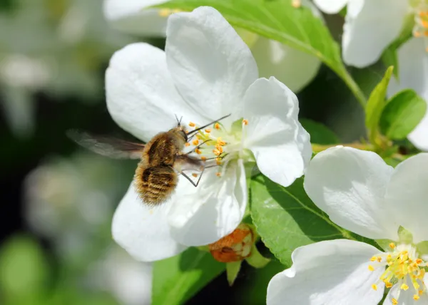 Bee och apple tree blommor — Stockfoto