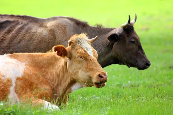 绿色的草地上休息的两个牛 — 图库照片