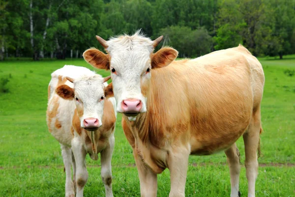 Два молодых быка на зеленом лугу — стоковое фото