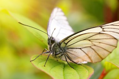 White butterfly on green leaf macro clipart