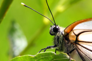 Butterfly on green leaf macro clipart