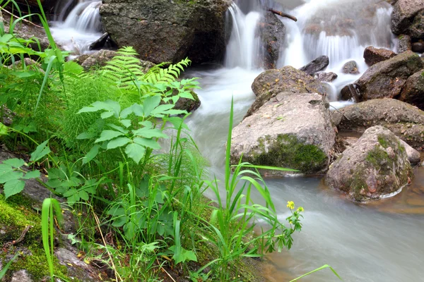 Fluxo de cachoeira em florestas de verão — Fotografia de Stock