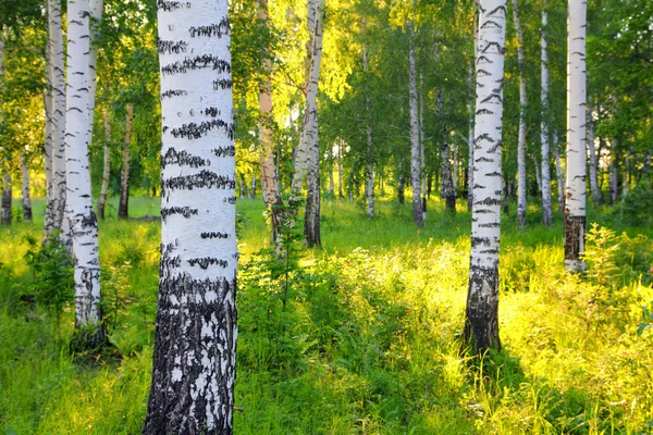 Summer birch woods — Stock Photo, Image