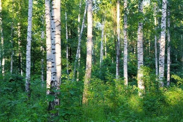 Brzozowy las lato — Zdjęcie stockowe
