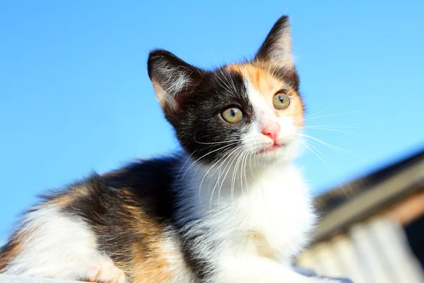 Kätzchen-Porträt unter blauem Himmel — Stockfoto