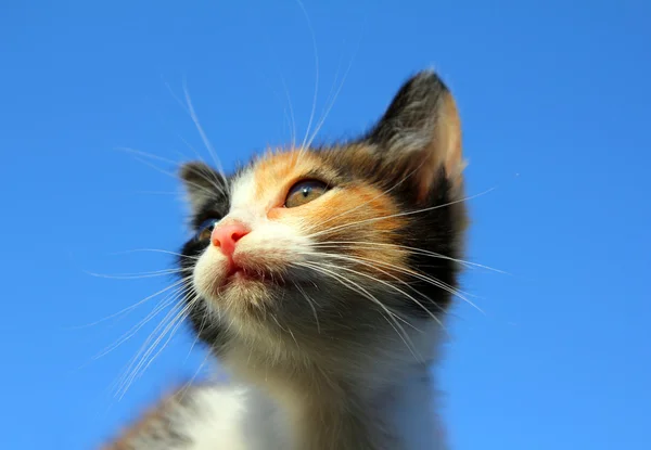 小猫肖像在蓝蓝的天空下 — 图库照片