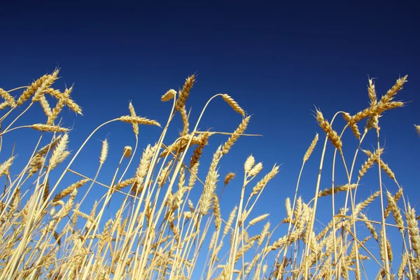 Hastes do trigo sob o céu — Fotografia de Stock