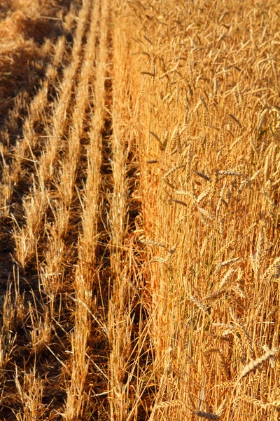 Žluté pole s zralé pšenice — Stock fotografie