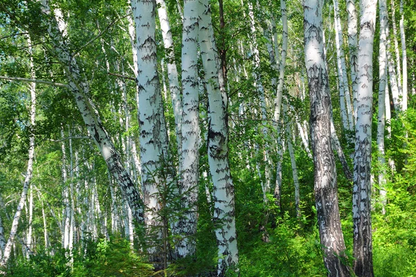 Letní březových lesů — Stock fotografie