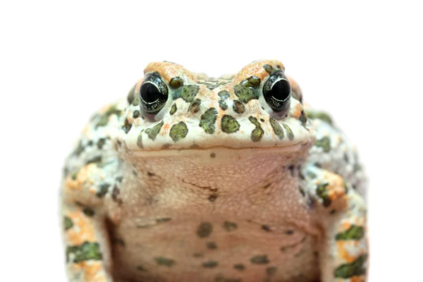 Toad macro retrato — Fotografia de Stock