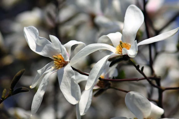 Witte magnolia bloemen — Stockfoto