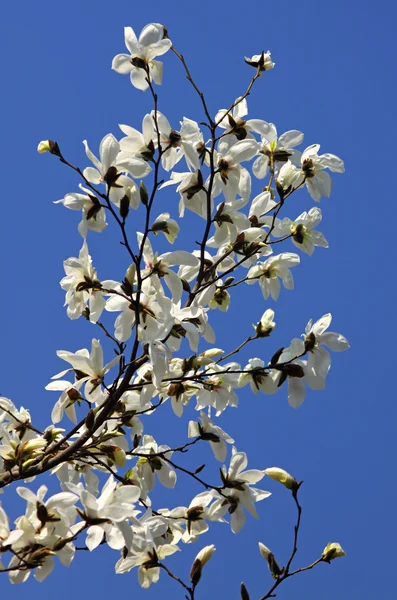 Flores de magnólia branca — Fotografia de Stock