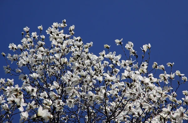Flores de magnólia branca — Fotografia de Stock