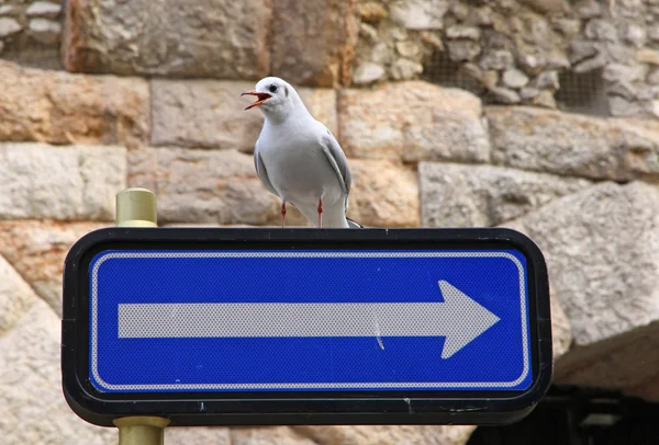 Assentos de gaivota em um sinal de estrada — Fotografia de Stock