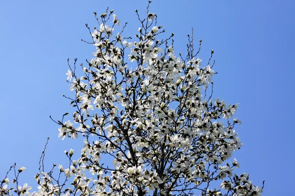 흰 목부용 꽃들 — 스톡 사진