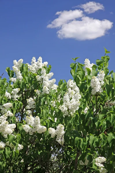 Arbusto de lilás branco — Fotografia de Stock
