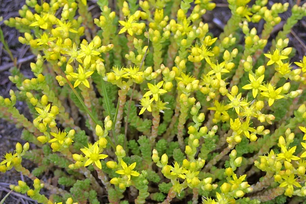 Small yellow flowers — Stock Photo, Image