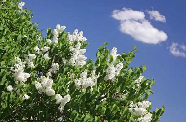 Arbusto de lilás branco — Fotografia de Stock