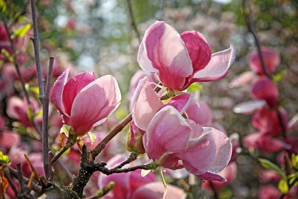 ピンクのモクレンの花 — ストック写真