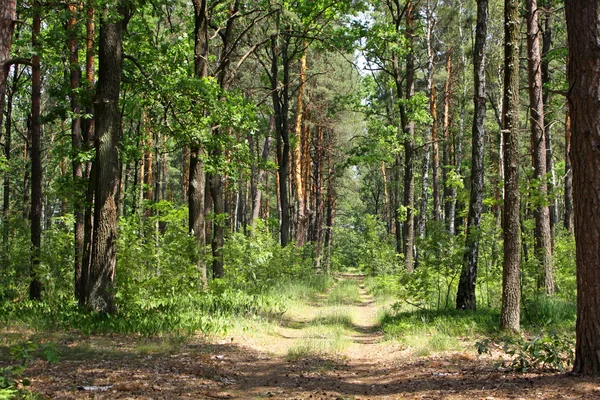 Las mieszany letni — Zdjęcie stockowe