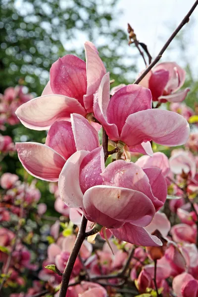 Roze magnolia bloemen — Stockfoto