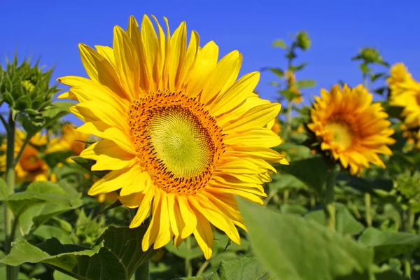 Sonnenblumen auf einem Feld — Stockfoto