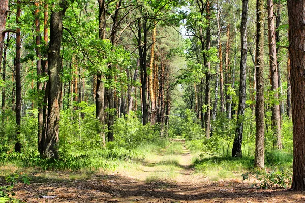 Letní smíšený les — Stock fotografie