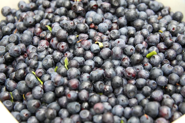 stock image Fresh blueberry