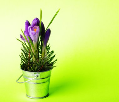 crocus, kapat.