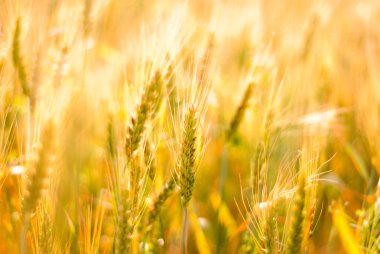 Ripe wheat background clipart