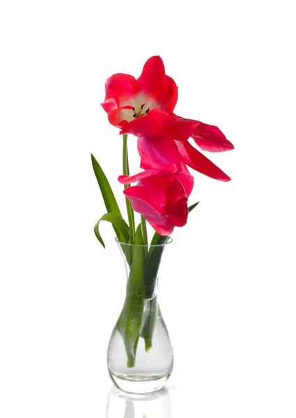 Røde tulipaner isoleret - Stock-foto