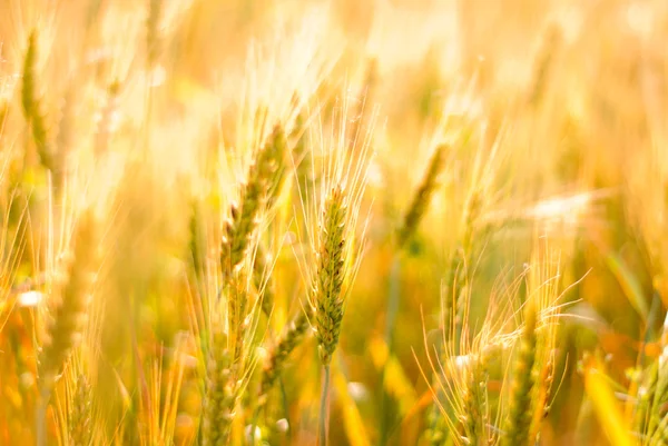 Fondo de trigo maduro —  Fotos de Stock
