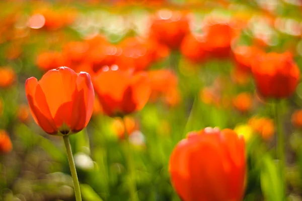 Campo di tulipani rossi — Foto Stock