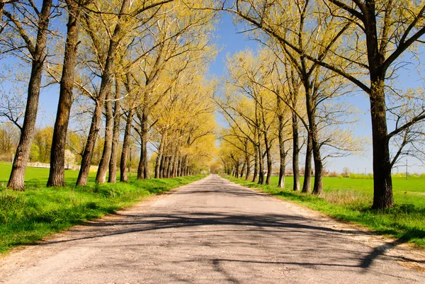 Trees and road — Stock Photo, Image